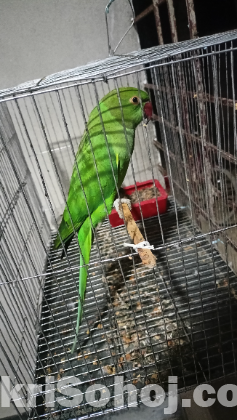 Ringneck parrot